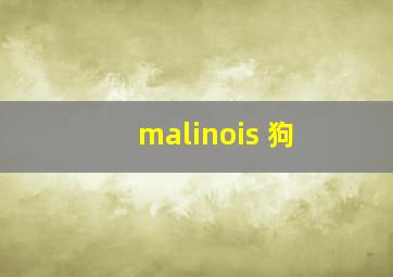 malinois 狗